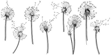 Kır çiçeği izole bir vektör tarzda karahindiba. Bitki tam adı: karahindiba. Arka plan, doku, sarıcı desen, çerçeve veya kenarlık için vektör çiçek.