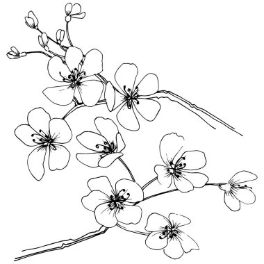 Sakura izole bir vektör tarzı. Bitki tam adı: sakura. Arka plan, doku, sarıcı desen, çerçeve veya kenarlık için vektör çiçek.