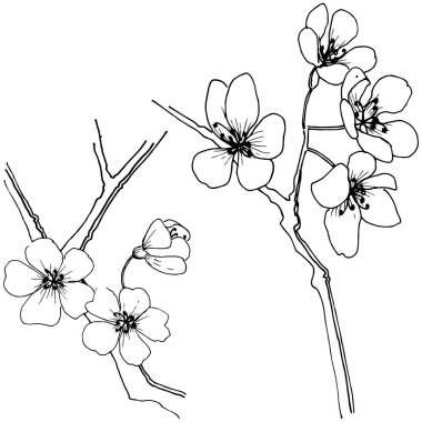 Sakura izole bir vektör tarzı. Bitki tam adı: sakura. Arka plan, doku, sarıcı desen, çerçeve veya kenarlık için vektör çiçek.