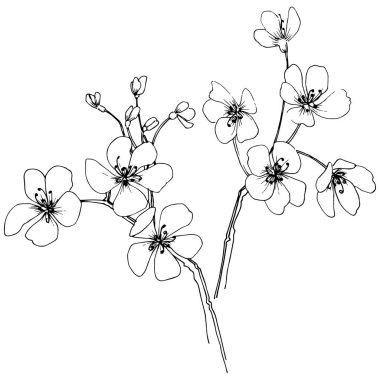 Sakura izole bir vektör tarzı. Bitki tam adı: sakura. Arka plan, doku, sarıcı desen, çerçeve veya kenarlık için vektör çiçek.