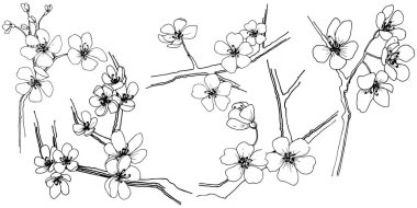 Sakura izole bir vektör tarzı. Bitki tam adı: sakura. Arka plan, doku, sarıcı desen, çerçeve veya kenarlık için vektör çiçek.