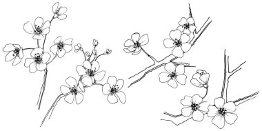 Sakura izole bir vektör tarzı. Bitki tam adı: sakura. Arka plan, doku, sarıcı desen, çerçeve veya kenarlık için vektör çiçek.