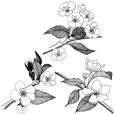 Elma izole bir vektör stil çiçeklenir. Bitki tam adı: elma çiçekler. Arka plan, doku, sarıcı desen, çerçeve veya kenarlık için vektör çiçek.