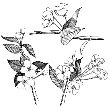 Elma izole bir vektör stil çiçeklenir. Bitki tam adı: elma çiçekler. Arka plan, doku, sarıcı desen, çerçeve veya kenarlık için vektör çiçek.