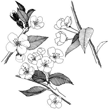 Elma izole bir vektör stil çiçeklenir. Bitki tam adı: elma çiçekler. Arka plan, doku, sarıcı desen, çerçeve veya kenarlık için vektör çiçek.