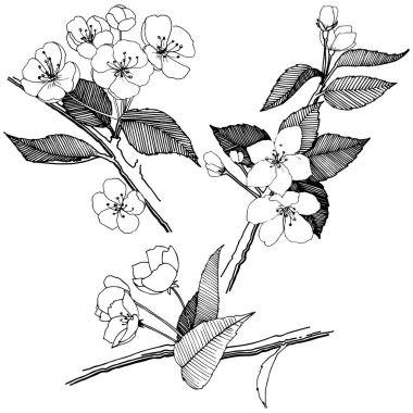 Elma izole bir vektör stil çiçeklenir. Bitki tam adı: elma çiçekler. Arka plan, doku, sarıcı desen, çerçeve veya kenarlık için vektör çiçek.