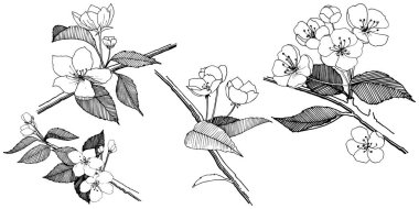 Elma izole bir vektör stil çiçeklenir. Bitki tam adı: elma çiçekler. Arka plan, doku, sarıcı desen, çerçeve veya kenarlık için vektör çiçek.