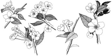 Elma izole bir vektör stil çiçeklenir. Bitki tam adı: elma çiçekler. Arka plan, doku, sarıcı desen, çerçeve veya kenarlık için vektör çiçek.