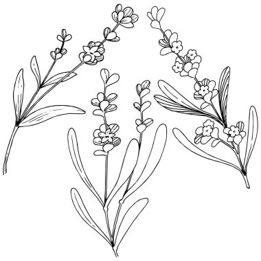 Çiçek lavanta izole bir vektör tarzı. Bitki tam adı: lavanta. Arka plan, doku, sarıcı desen, çerçeve veya kenarlık için vektör çiçek.