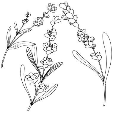 Çiçek lavanta izole bir vektör tarzı. Bitki tam adı: lavanta. Arka plan, doku, sarıcı desen, çerçeve veya kenarlık için vektör çiçek.