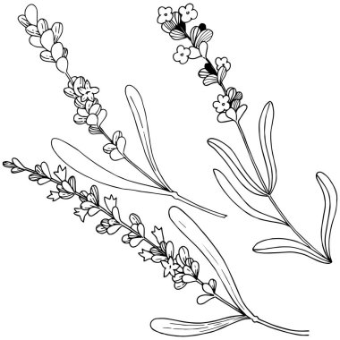 Çiçek lavanta izole bir vektör tarzı. Bitki tam adı: lavanta. Arka plan, doku, sarıcı desen, çerçeve veya kenarlık için vektör çiçek.