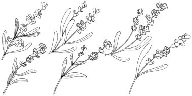 Çiçek lavanta izole bir vektör tarzı. Bitki tam adı: lavanta. Arka plan, doku, sarıcı desen, çerçeve veya kenarlık için vektör çiçek.