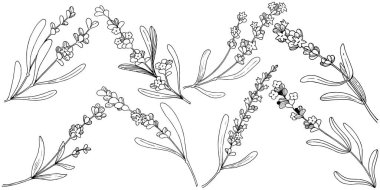 Çiçek lavanta izole bir vektör tarzı. Bitki tam adı: lavanta. Arka plan, doku, sarıcı desen, çerçeve veya kenarlık için vektör çiçek.