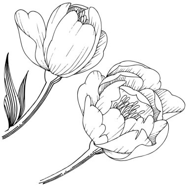 Kır çiçeği şakayık izole bir vektör tarzı. Bitki tam adı: şakayık. Arka plan, doku, sarıcı desen, çerçeve veya kenarlık için vektör çiçek.