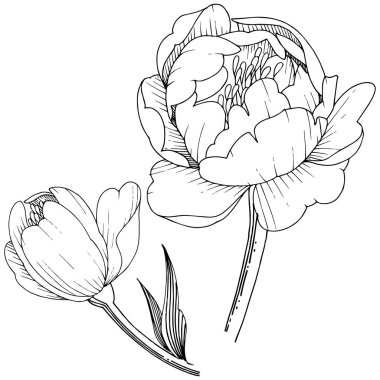 Kır çiçeği şakayık izole bir vektör tarzı. Bitki tam adı: şakayık. Arka plan, doku, sarıcı desen, çerçeve veya kenarlık için vektör çiçek.