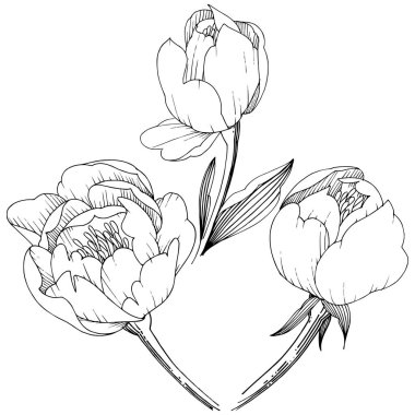 Kır çiçeği şakayık izole bir vektör tarzı. Bitki tam adı: şakayık. Arka plan, doku, sarıcı desen, çerçeve veya kenarlık için vektör çiçek.