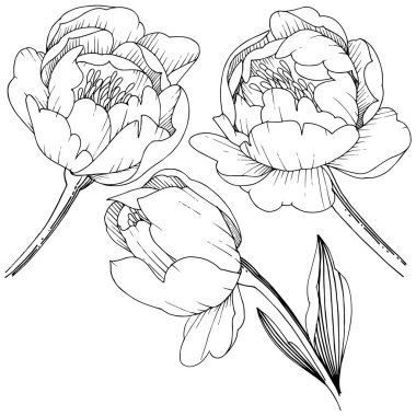 Kır çiçeği şakayık izole bir vektör tarzı. Bitki tam adı: şakayık. Arka plan, doku, sarıcı desen, çerçeve veya kenarlık için vektör çiçek.