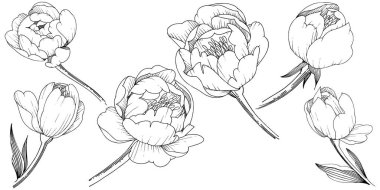 Kır çiçeği şakayık izole bir vektör tarzı. Bitki tam adı: şakayık. Arka plan, doku, sarıcı desen, çerçeve veya kenarlık için vektör çiçek.