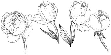 Kır çiçeği şakayık izole bir vektör tarzı. Bitki tam adı: şakayık. Arka plan, doku, sarıcı desen, çerçeve veya kenarlık için vektör çiçek.