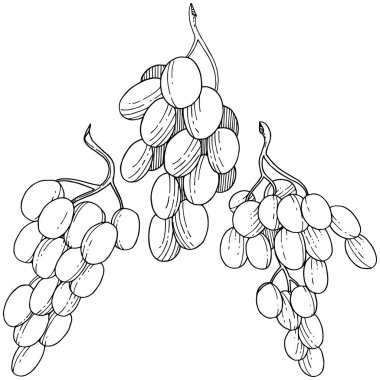 Üzüm sağlıklı gıda izole bir vektör tarzı. Meyve tam adı: üzüm. Vektör arka plan, doku, sarıcı desen veya menü yabani meyve.
