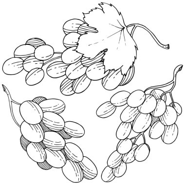 Üzüm sağlıklı gıda izole bir vektör tarzı. Meyve tam adı: üzüm. Vektör arka plan, doku, sarıcı desen veya menü yabani meyve.