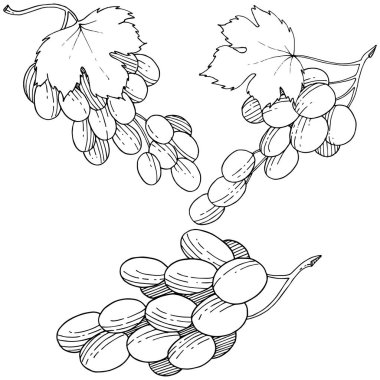 Üzüm sağlıklı gıda izole bir vektör tarzı. Meyve tam adı: üzüm. Vektör arka plan, doku, sarıcı desen veya menü yabani meyve.