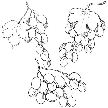 Üzüm sağlıklı gıda izole bir vektör tarzı. Meyve tam adı: üzüm. Vektör arka plan, doku, sarıcı desen veya menü yabani meyve.