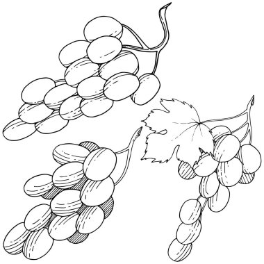 Üzüm sağlıklı gıda izole bir vektör tarzı. Meyve tam adı: üzüm. Vektör arka plan, doku, sarıcı desen veya menü yabani meyve.