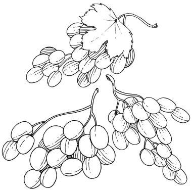 Üzüm sağlıklı gıda izole bir vektör tarzı. Meyve tam adı: üzüm. Vektör arka plan, doku, sarıcı desen veya menü yabani meyve.
