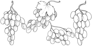 Üzüm sağlıklı gıda izole bir vektör tarzı. Meyve tam adı: üzüm. Vektör arka plan, doku, sarıcı desen veya menü yabani meyve.