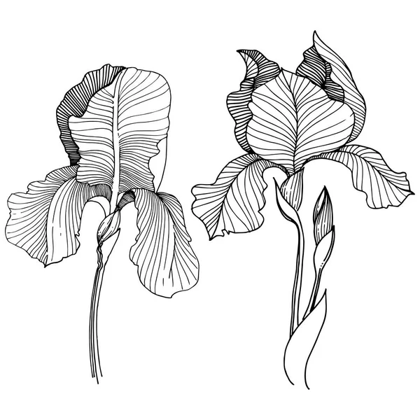 Irise çiçek izole bir vektör tarzı. Bitki tam adı: iris. Arka plan, doku, sarıcı desen, çerçeve veya kenarlık için vektör çiçek.