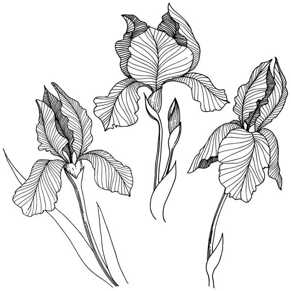 Irise çiçek izole bir vektör tarzı. Bitki tam adı: iris. Arka plan, doku, sarıcı desen, çerçeve veya kenarlık için vektör çiçek.