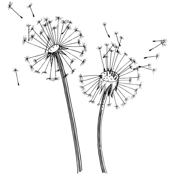 Dandelion Flores Silvestres Estilo Vetorial Isolado Nome Completo Planta Dente — Vetor de Stock