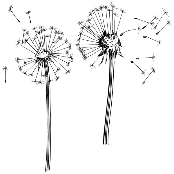 Kır çiçeği izole bir vektör tarzda karahindiba. Bitki tam adı: karahindiba. Arka plan, doku, sarıcı desen, çerçeve veya kenarlık için vektör çiçek.