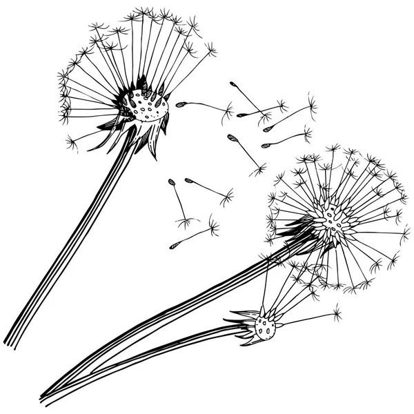 Kır çiçeği izole bir vektör tarzda karahindiba. Bitki tam adı: karahindiba. Arka plan, doku, sarıcı desen, çerçeve veya kenarlık için vektör çiçek.