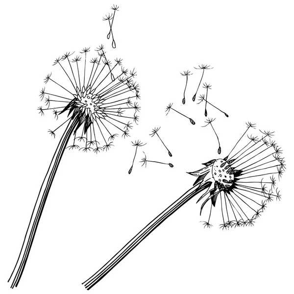 Kır çiçeği izole bir vektör tarzda karahindiba. Bitki tam adı: karahindiba. Arka plan, doku, sarıcı desen, çerçeve veya kenarlık için vektör çiçek.