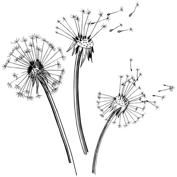 Dandelion Flores Silvestres Estilo Vetorial Isolado Nome Completo Planta Dente —  Vetores de Stock