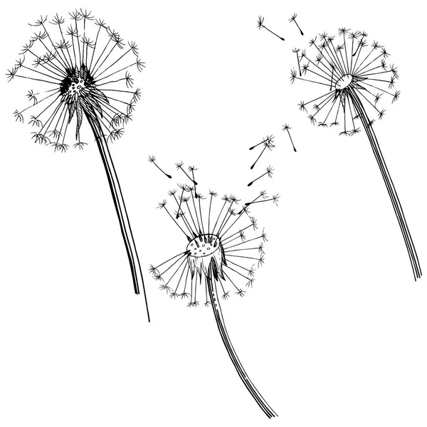 Kır çiçeği izole bir vektör tarzda karahindiba. Bitki tam adı: karahindiba. Arka plan, doku, sarıcı desen, çerçeve veya kenarlık için vektör çiçek.