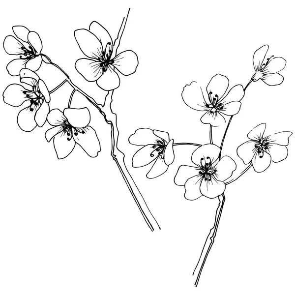 Sakura Estilo Vectorial Aislado Nombre Completo Planta Sakura Flor Vectorial — Archivo Imágenes Vectoriales