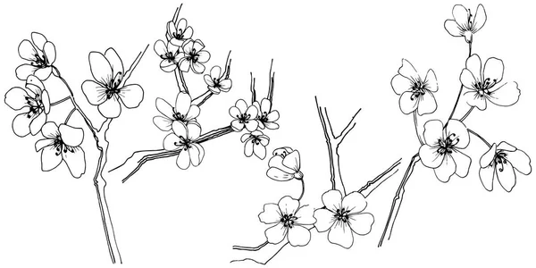 樱花的矢量风格孤立 植物全名 包装图案 框架或边框的矢量花 — 图库矢量图片