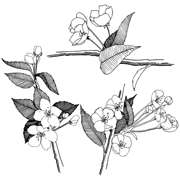 Flores Manzana Estilo Vectorial Aislado Nombre Completo Planta Flores Manzana — Vector de stock