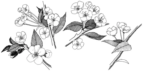 Elma izole bir vektör stil çiçeklenir. Bitki tam adı: elma çiçekler. Arka plan, doku, sarıcı desen, çerçeve veya kenarlık için vektör çiçek.
