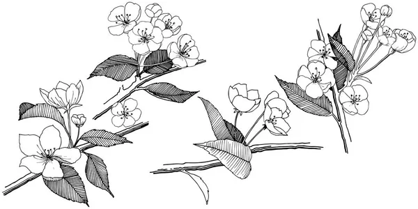 Elma izole bir vektör stil çiçeklenir. Bitki tam adı: elma çiçekler. Arka plan, doku, sarıcı desen, çerçeve veya kenarlık için vektör çiçek.