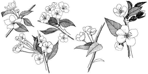 Elma izole bir vektör stil çiçeklenir. Bitki tam adı: elma çiçekler. Arka plan, doku, sarıcı desen, çerçeve veya kenarlık için vektör çiçek.