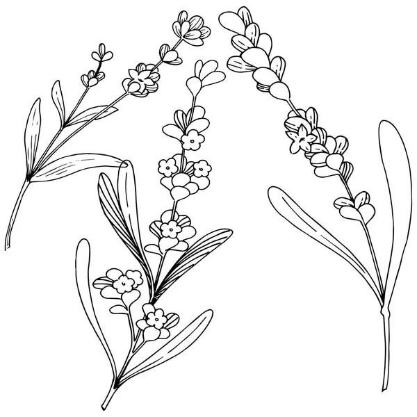 Çiçek lavanta izole bir vektör tarzı. Bitki tam adı: lavanta. Arka plan, doku, sarıcı desen, çerçeve veya kenarlık için vektör çiçek.