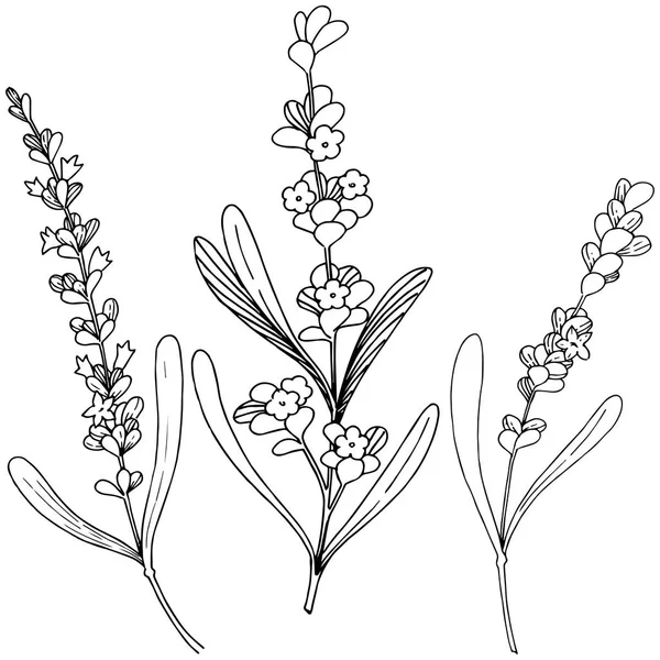 Çiçek lavanta izole bir vektör tarzı. Bitki tam adı: lavanta. Arka plan, doku, sarıcı desen, çerçeve veya kenarlık için vektör çiçek.
