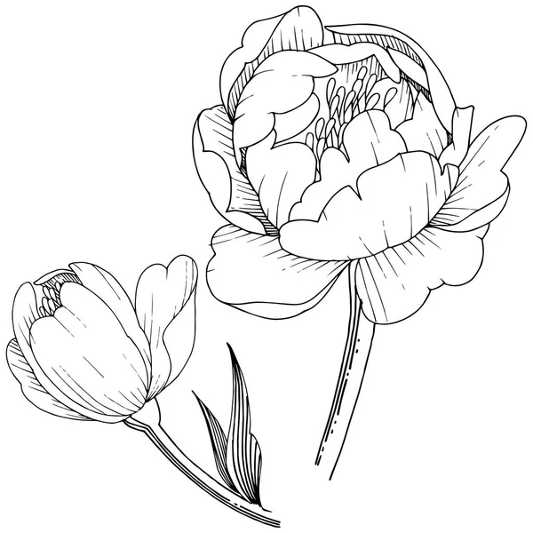 Kır çiçeği şakayık izole bir vektör tarzı. Bitki tam adı: şakayık. Arka plan, doku, sarıcı desen, çerçeve veya kenarlık için vektör çiçek.