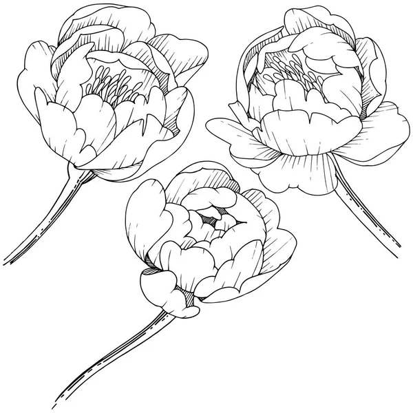 Kır çiçeği şakayık izole bir vektör tarzı. Bitki tam adı: şakayık. Arka plan, doku, sarıcı desen, çerçeve veya kenarlık için vektör çiçek.