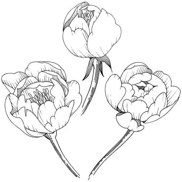 Kır çiçeği şakayık izole bir vektör tarzı. Bitki tam adı: şakayık. Arka plan, doku, sarıcı desen, çerçeve veya kenarlık için vektör çiçek.