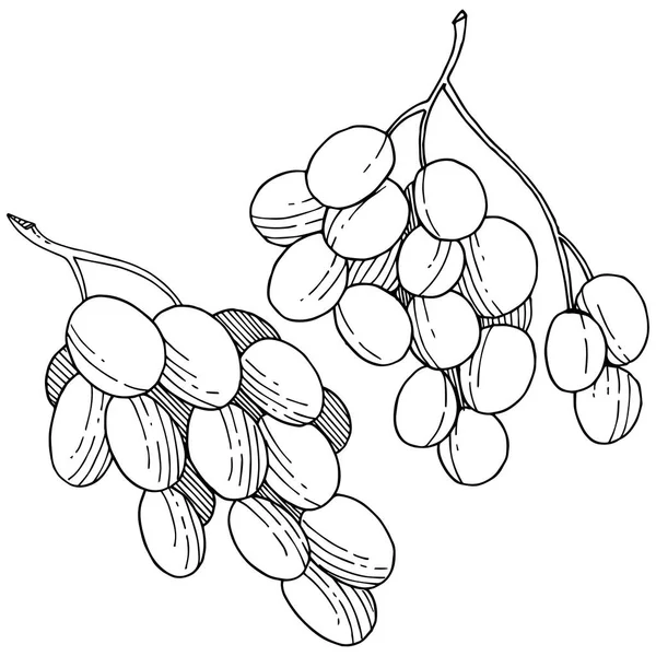 Üzüm sağlıklı gıda izole bir vektör tarzı. Meyve tam adı: üzüm. Vektör arka plan, doku, sarıcı desen veya menü yabani meyve.